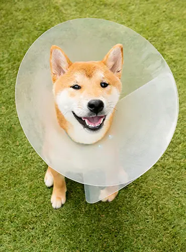 Surgery